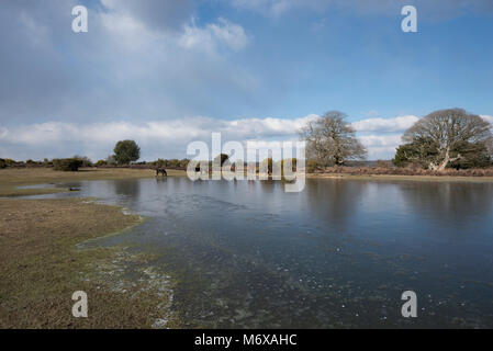 Eine gefrorene Mogshade Teich im New Forest, Hampshire, Großbritannien Stockfoto