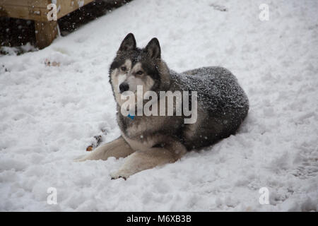 Husky malamute Hund sitzt im Schnee Stockfoto