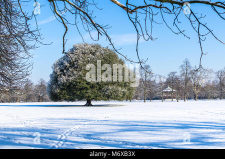 Eine Eiche in einer verschneiten Park in Greenwich Park, London Stockfoto