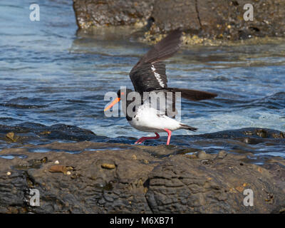 Pied Austernfischer Haematopus longirostris. Coles Bay Tasmanien Stockfoto