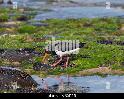 Pied Austernfischer Haematopus longirostris. Coles Bay Tasmanien Stockfoto