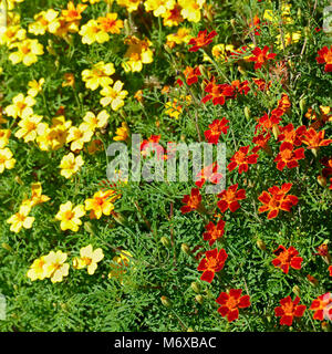 Leuchtend bunte Blumen Tagetes. Floral background. Ansicht von oben. Stockfoto