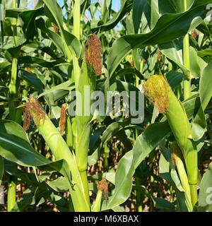 Junge Maiskolben auf Farmer Field. Von der Seite. Stockfoto