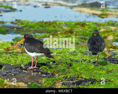 Pied Austernfischer Haematopus longirostris. Coles Bay Tasmanien Stockfoto