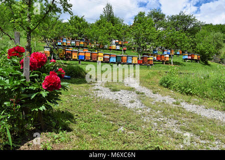 Die Bienenzucht in der europäischen Landschaft Stockfoto