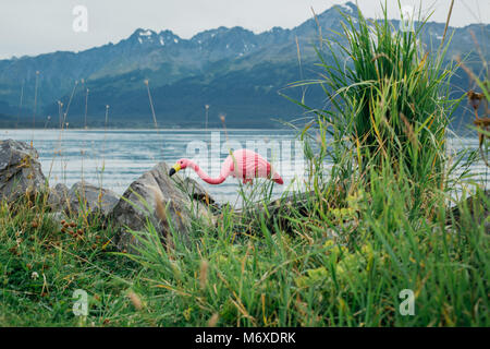 Flamingo in einem Hof auf einem See in Alaska Stockfoto