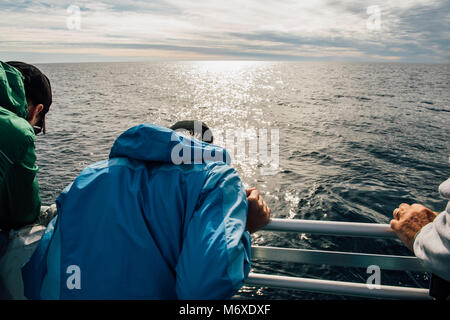 Whale Watching an der Ausfahrt Glacier Stockfoto