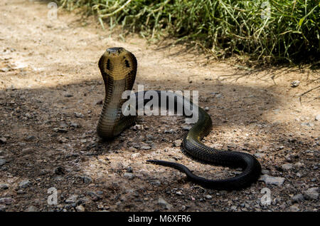 Schlange siamesische Kobra (Naja kaouthia) auf dem Boden in der Natur Stockfoto