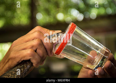 Schlange vergiftet das Nervensystem. Demo zeigen Rolling giftige Schlange siamesische Kobra (Naja kaouthia). Durch die Art und Weise gezwungen, sich ein Glas zu beißen von expe Stockfoto