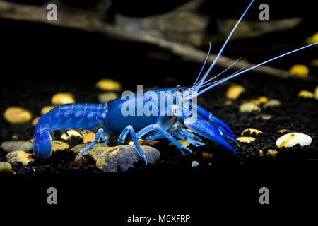 Flusskrebsen Cherax destructor Stockfoto