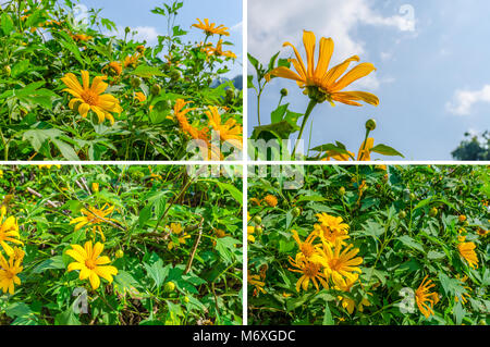 Baum Ringelblume, Mexikanische tournesol, Mexikanische Sonnenblume, Japanisch Sonnenblumen in das Feld Stockfoto