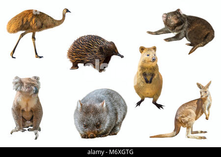 Collage der australische Tiere, auf weißem Hintergrund. Die Wwu, Echidna, Tasmanische Teufel, Wombats, Kängurus, Quokka und der Koala. Stockfoto