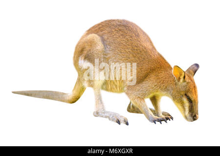 Australische Wallaby, Macropus rufogriseus, Seitenansicht auf weißem Hintergrund. Das Wallaby ist ein Beuteltier der Macropodidae Familie, deren Größe nicht groß genug ist, ein Känguru betrachtet zu werden. Stockfoto