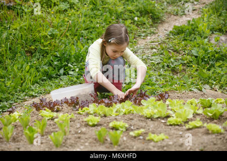 Kleines Mädchen das Einpflanzen von jungen Salat Sämlinge im Frühjahr, Hilfe bei der Gartenarbeit. Bildung für Leben, Home fun Konzept. Stockfoto