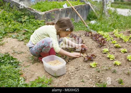 Kleines Mädchen das Einpflanzen von jungen Salat Sämlinge im Frühjahr, Hilfe bei der Gartenarbeit. Bildung für Leben, Home fun Konzept. Stockfoto