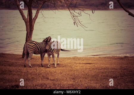 Zebras in Liebe Stockfoto