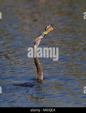 Männliche Anhinga schwimmen in einem Teich mit einem frisch gefangenen Fisch - Venice, Florida unreifen Stockfoto