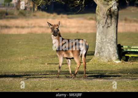 Red Deer Hinds in Burley im New Forest, Hampshire, UK. Stockfoto