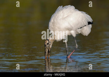 Holz Stork (Mycteria americana) Ernährung in einer flachen Lagune - Pinellas County, Florida Stockfoto