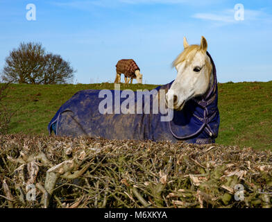 Zwei Pferde Mäntel tragen in einem Feld, Hanbury, Tutbury, Burton-on-Trent, Staffordshire. Stockfoto