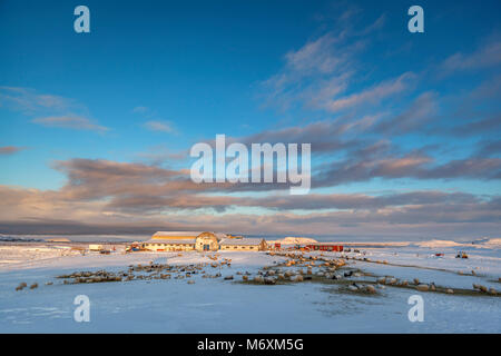 Schaf grasend durch den Nationalpark Thingvellir, Island. Unesco-Weltkulturerbe. Stockfoto