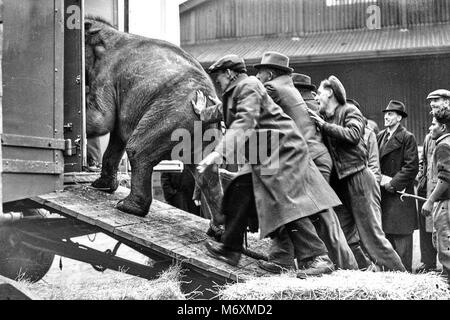 SALLY 4 JAHRE ELEPHANT VERSENDET ZU CHIPPERFIELDS CIRCUS aus Ceylon am Londoner KING GEORGE DOCK 20. März von 1947 DAS SCHIFF SS TREVAYLOR Stockfoto