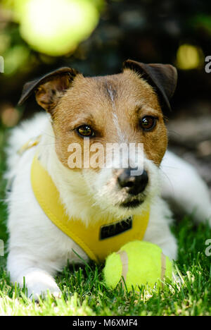 Ruhige Hund liegend auf grünem Gras nach dem Spiel mit Tennis ball Stockfoto