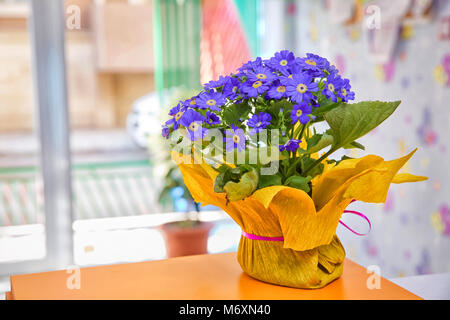 Blaue Blumen in den Kelch, in den Gelben pot. Bündel der ersten Frühlingsblumen. Anemone hepatica Blue Forest Blumen Hintergrund. Stockfoto