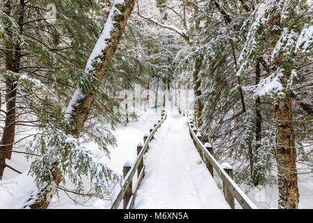 Schnee weg zu Wagner fällt in der Oberen Halbinsel von Michigan. Schnee bedeckt die Zweige der Tannen und Pinien, sowie der Holzsteg, ich Stockfoto