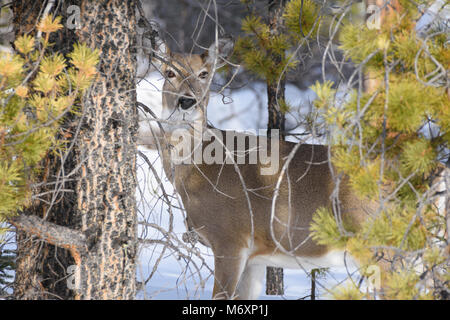 White tailed deer (doe, Odocoileus virginianus) stehen im Winter Wald, Jasper National Park Stockfoto