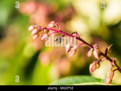 Eine Makroaufnahme der Blütenknospen eines Waldes Flamme Bush. Stockfoto