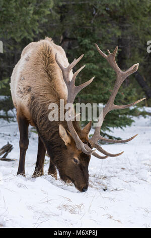 Große bull Elk (Cervus canadensis) Weiden im Winter Schnee, Jasper National Park, Kanada Stockfoto