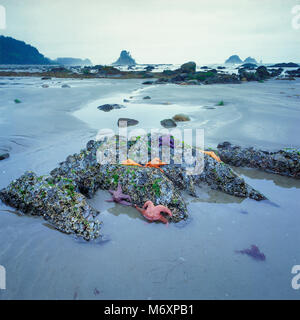 Gezeitentümpel, Ozette Strand, Olympic National Park, Washington Stockfoto