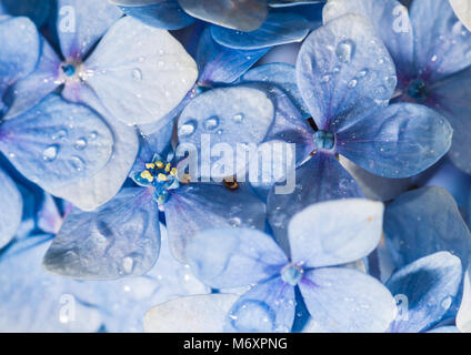 Eine Makroaufnahme einer blauen Hortensie Hüllblätter, die Regentropfen fallen. Stockfoto