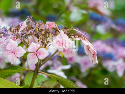 Eine Makroaufnahme von einigen pink hydrangea Hüllblätter. Stockfoto