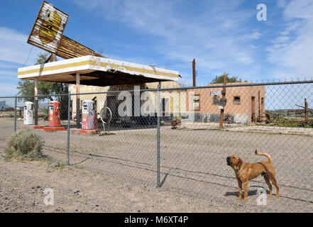 Ein Hund bellt aus einem Zaun ein ehemaliger gas Wittling station Brüder im Route 66 Gemeinschaft von Newberry Springs, Kalifornien. Stockfoto