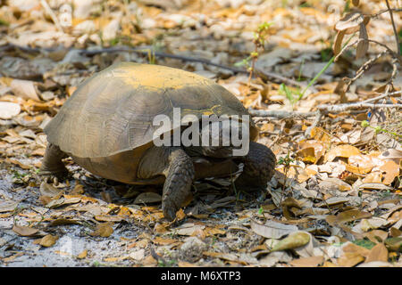 Gopher Tortoise (Gopherus Polyphemus) auf das Hawk's Bluff Trail in Savannen Preserve State Park, Jensen Beach, Martin County, Florida, USA Stockfoto