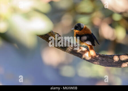 Die schwarz-orange schopftyrann oder Schwarz-rufous Fliegenfänger ist eine Pflanzenart aus der Gattung der schopftyrann endemisch in den zentralen und südlichen Westghats Stockfoto