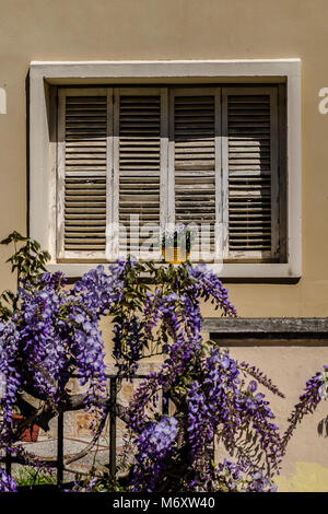 Fenster und Glyzinien Stockfoto