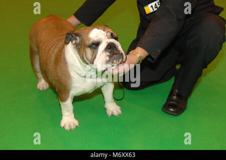 Die crufts Dog Show März 2006. Stammbaum Englische Bulldogge, die gezeigt. National Exhibition Centre, Birmingham, England. Stockfoto