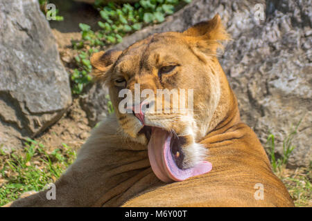 Löwin liegend ruhen im Rasen lecken ihr Fell Stockfoto
