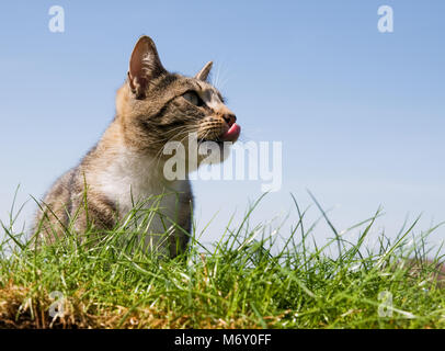 Eine süße, junge Katze Lecken der Lippen Stockfoto