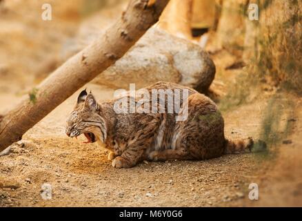 Bobcat ist eine nordamerikanische Säugetier. Erwachsenen Rotluchs (Lynx Rufus) Foto. Stockfoto