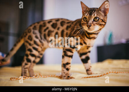 Bengal Katze steht auf Gelb bed Stockfoto