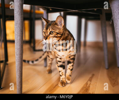 Bengalkatze Spaziergänge unter dem Tisch in der Küche Stockfoto