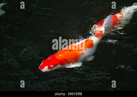 Rufen Sie Japan Fisch Karpfen oder Koi Fische, bunte schwimmend im Teich Stockfoto