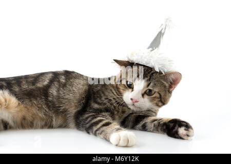 Katze mit Hut auf weißem Hintergrund Stockfoto