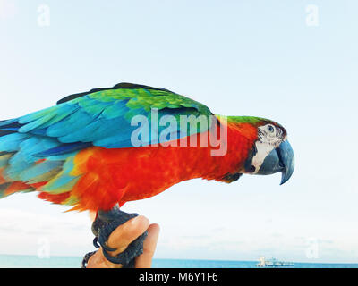 Bunte Vogel sitzt auf dem Arm des Menschen Stockfoto