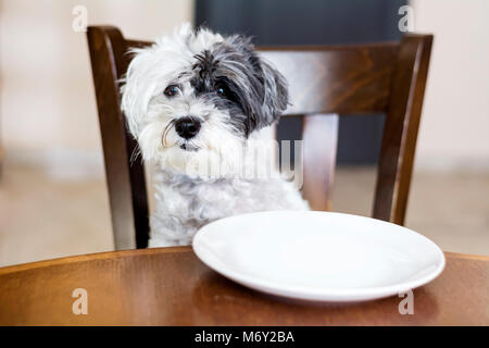 Hund sitzt auf Holzstuhl Stockfoto