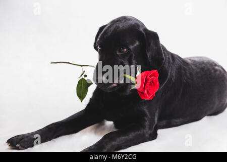 Hund mit Rose im Mund Stockfoto